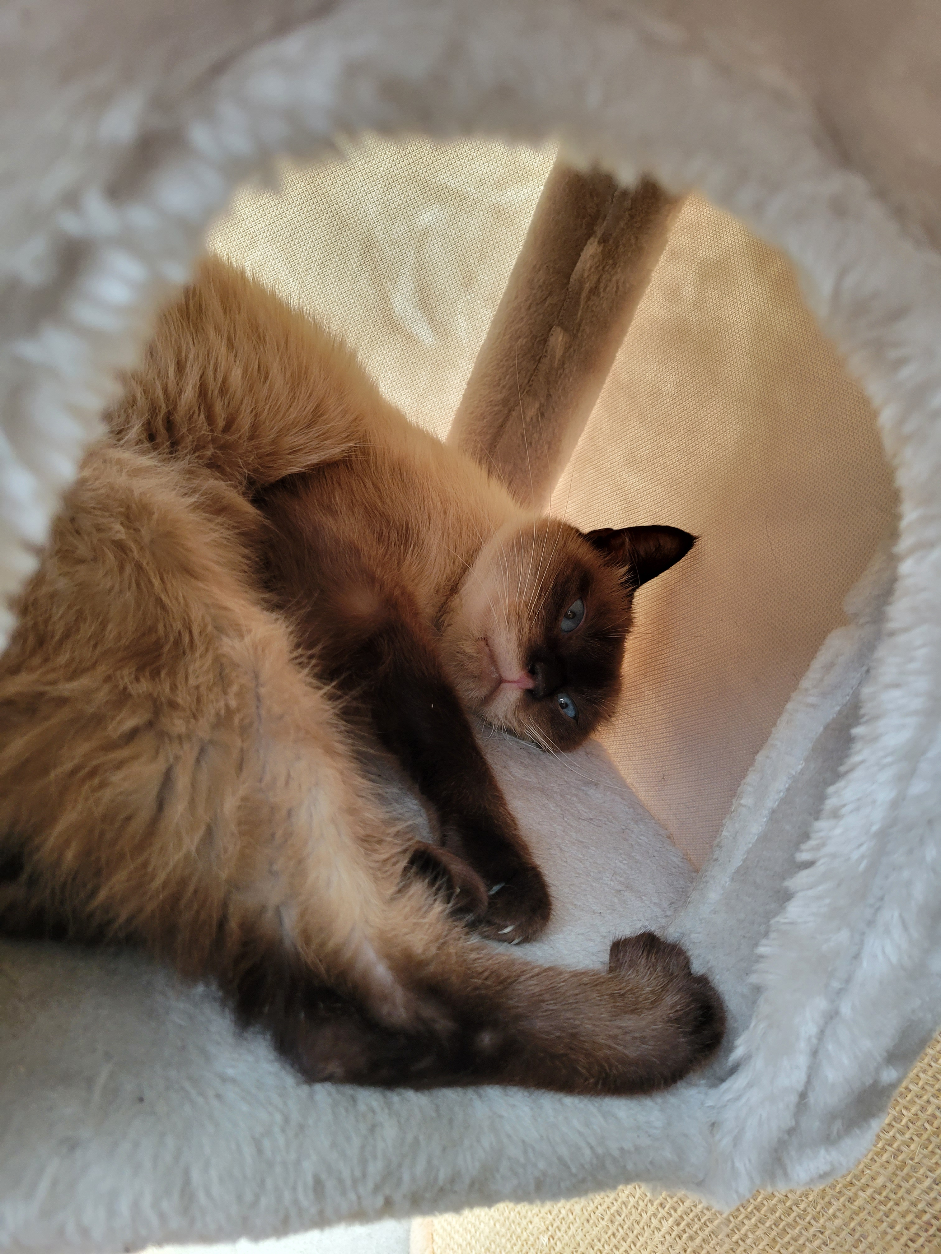 My cat